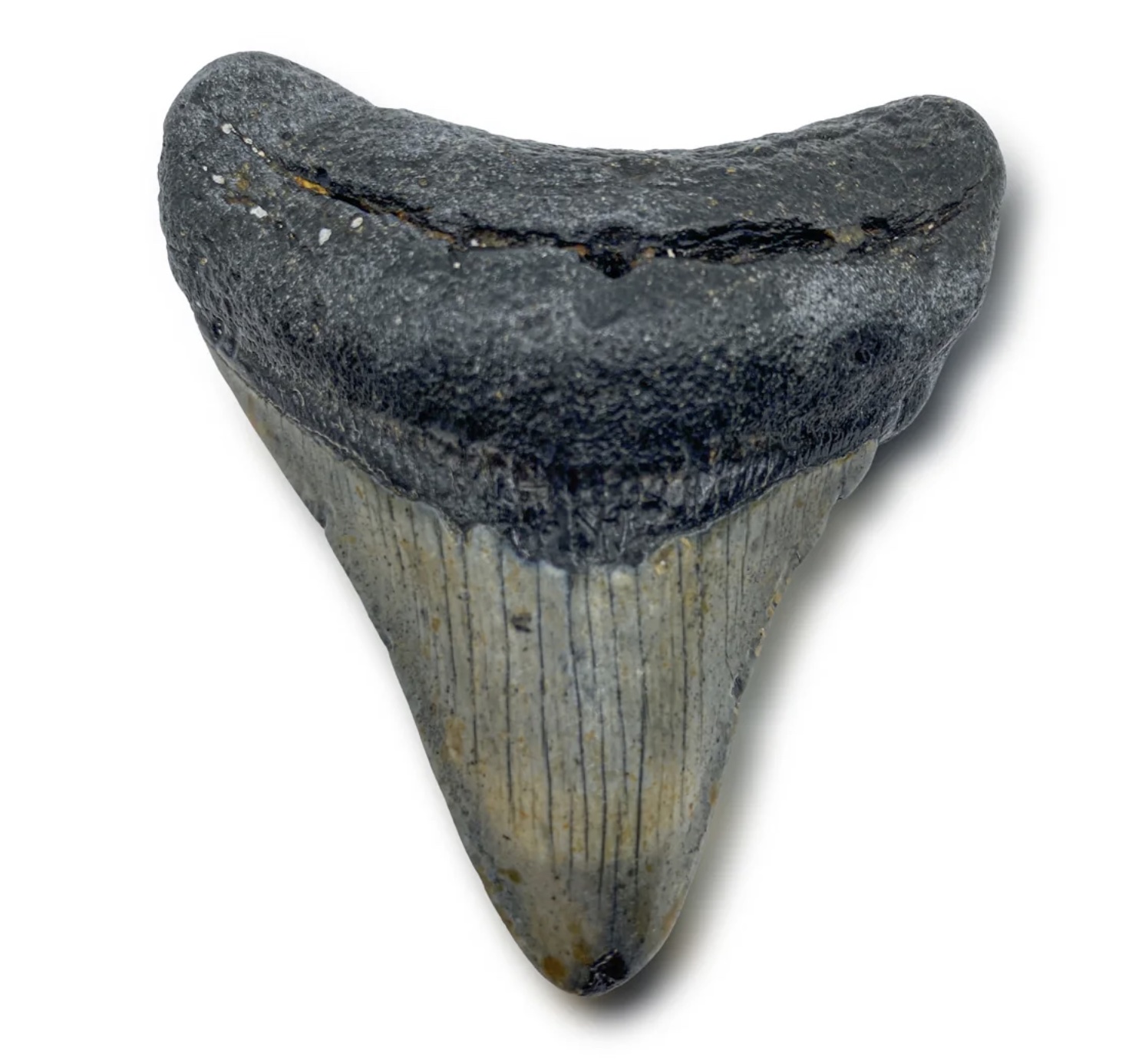 megalodon fossil tooth